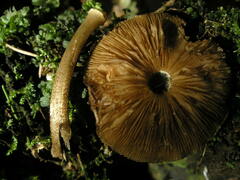 Pluteus umbrosus