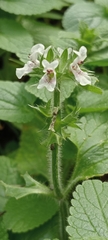 Stachys ocymastrum