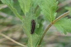 Melitaea didyma