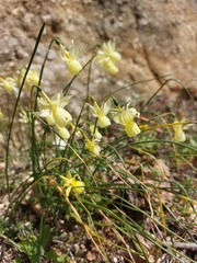 Narcissus triandrus
