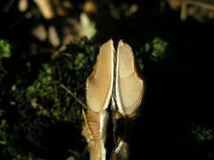 Pluteus umbrosus