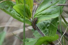 Melitaea didyma