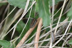 Melitaea didyma