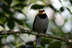 Chlamydochaera jefferyi