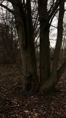 Carpinus betulus