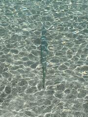 Fistularia commersonii