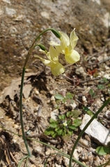 Narcissus triandrus