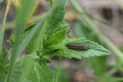 Melitaea didyma