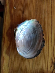 Sinanodonta woodiana
