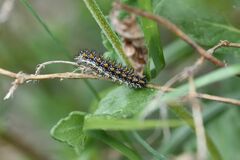 Melitaea phoebe