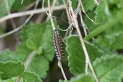 Melitaea phoebe