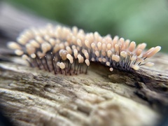 Stemonitopsis typhina