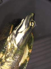 Phrynops geoffroanus