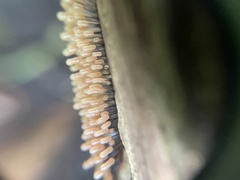 Stemonitopsis typhina