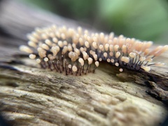 Stemonitopsis typhina