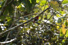 Aethopyga temminckii