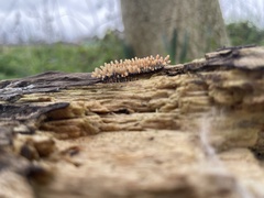 Stemonitopsis typhina