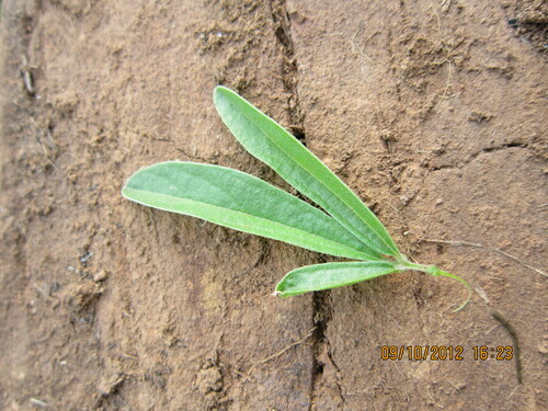 Image of Eriosema kraussianum by no rights reserved