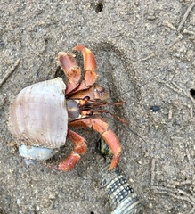 Coenobita violascens