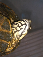 Phrynops geoffroanus