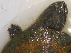 Phrynops geoffroanus