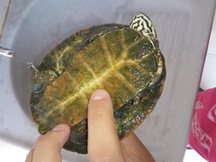 Phrynops geoffroanus