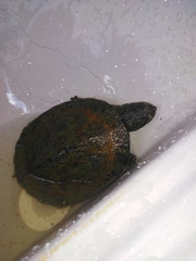 Phrynops geoffroanus