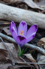 Crocus heuffelianus