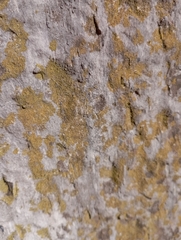 Flavoplaca