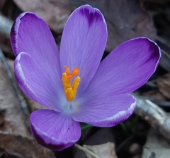 Crocus heuffelianus
