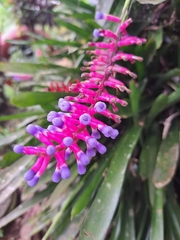 Aechmea gamosepala