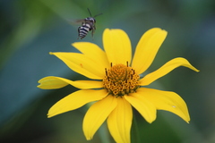 Triepeolus remigatus