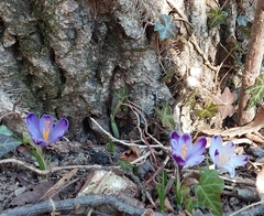 Crocus heuffelianus