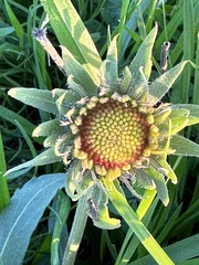 Gaillardia aristata