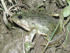 Euphlyctis cyanophlyctis