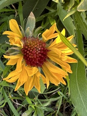 Gaillardia aristata