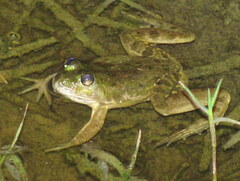 Euphlyctis cyanophlyctis