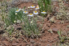 Erigeron vetensis