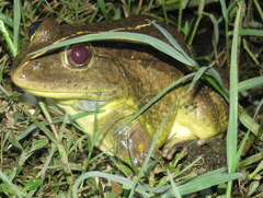 Hoplobatrachus tigerinus