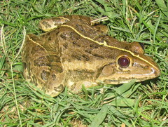 Hoplobatrachus tigerinus