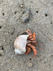 Coenobita violascens