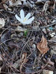 Crocus vernus