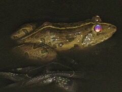 Hoplobatrachus tigerinus