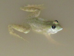 Euphlyctis cyanophlyctis