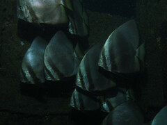 Platax boersii