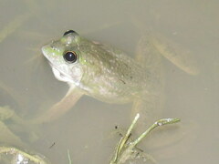 Euphlyctis cyanophlyctis