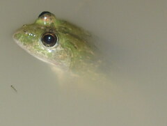 Euphlyctis cyanophlyctis