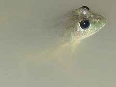 Euphlyctis cyanophlyctis