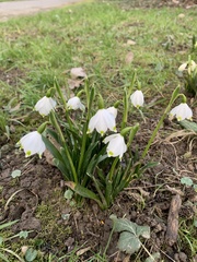 Leucojum vernum