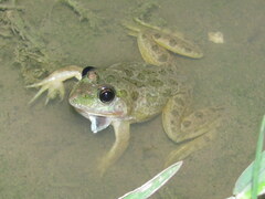 Euphlyctis cyanophlyctis